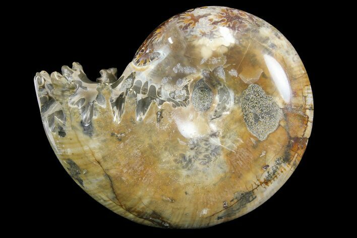 Polished, Agatized Ammonite (Phylloceras?) - Madagascar #149238